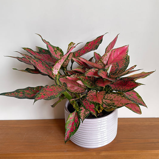 Aglaonema 'Pink Splash' in off white ceramic pot size20cm