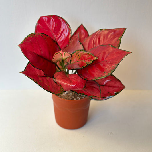 Potted Aglaonema "Pink Valentine" houseplant on a white surface |kaynuna|