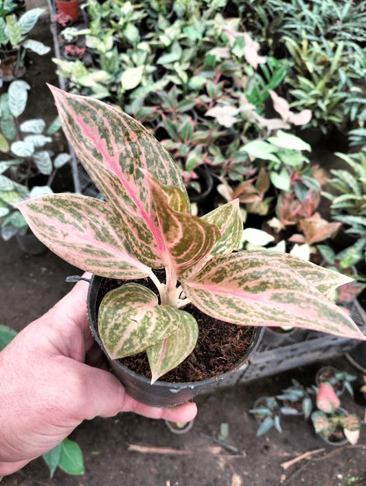 Aglaonema 'Gold Legacy'