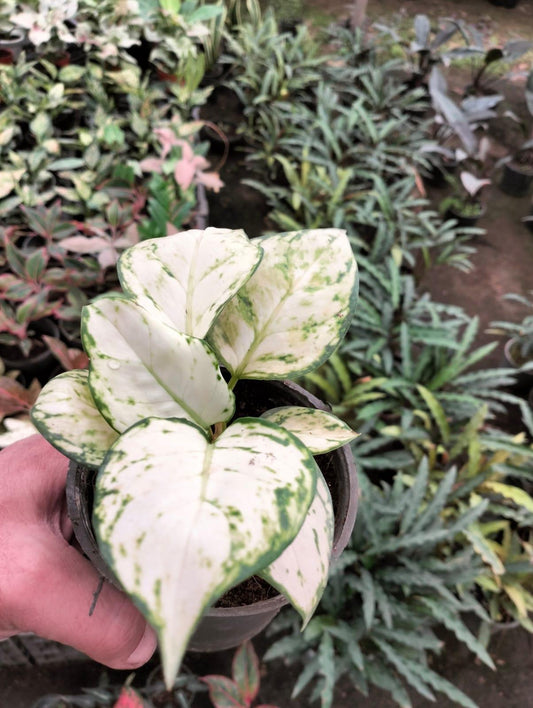 Aglaonema 'Super White'