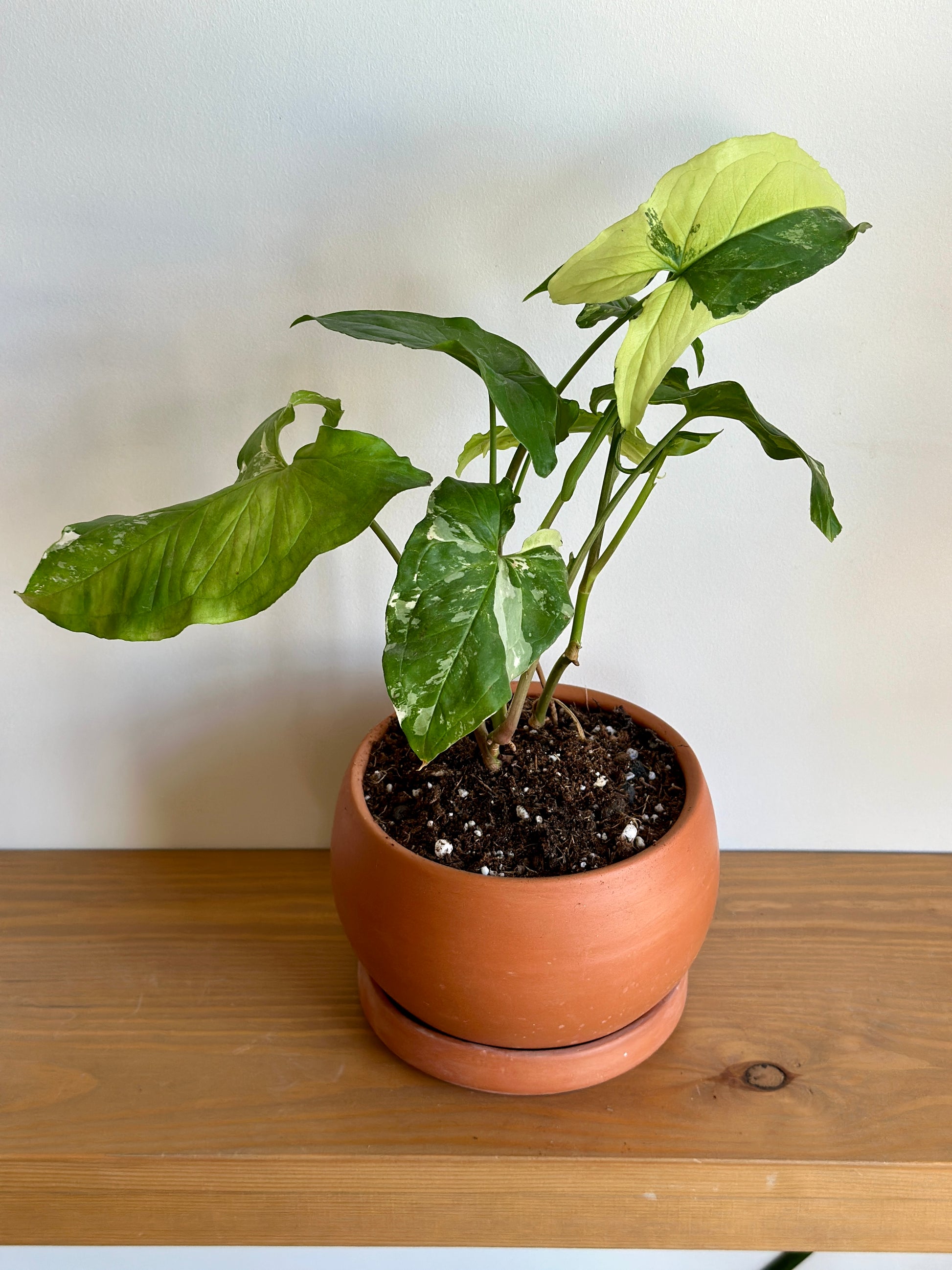 Albino Syngonium in clay pot