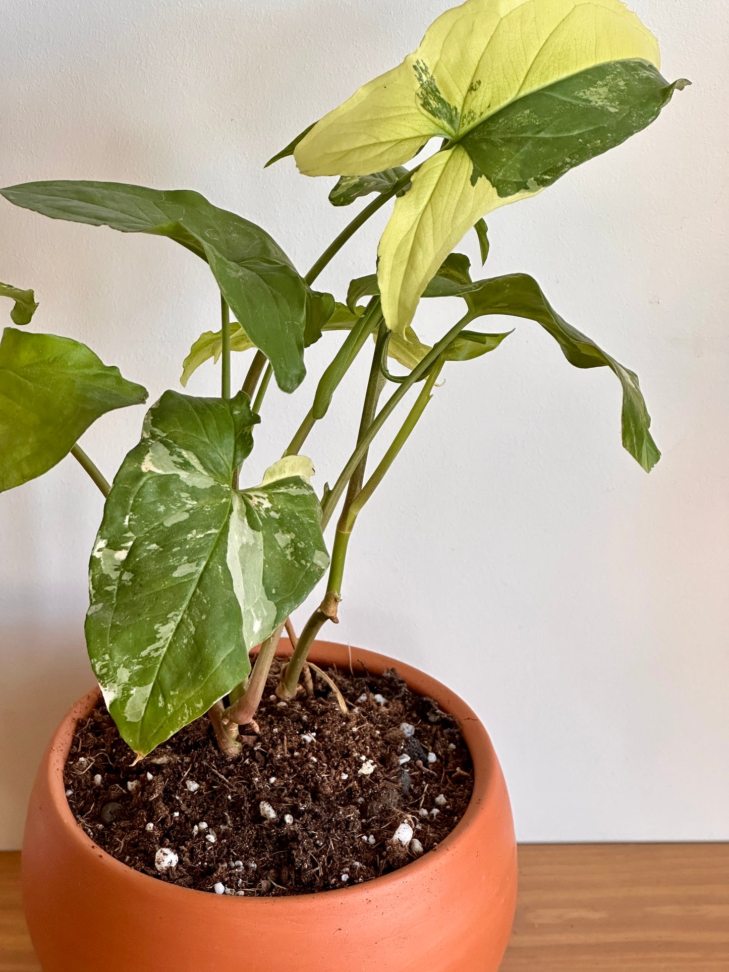 close up picture of albino syngonium plant