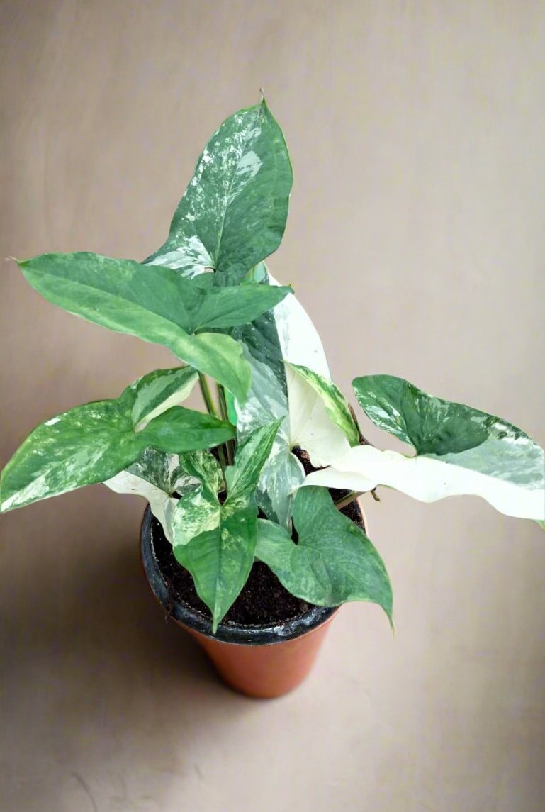 Albino_arrowhead indoor plant