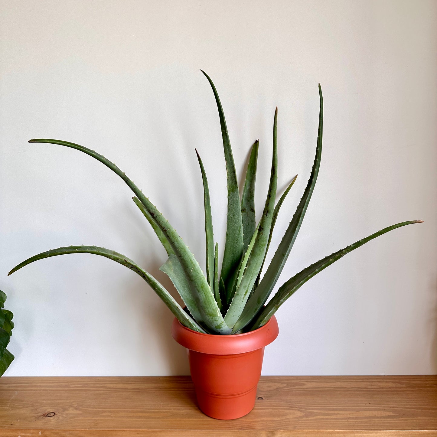 Aloe Vera Plant