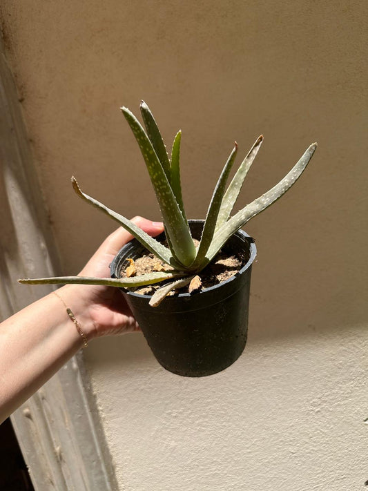 Aloe Vera Plant - Clearance