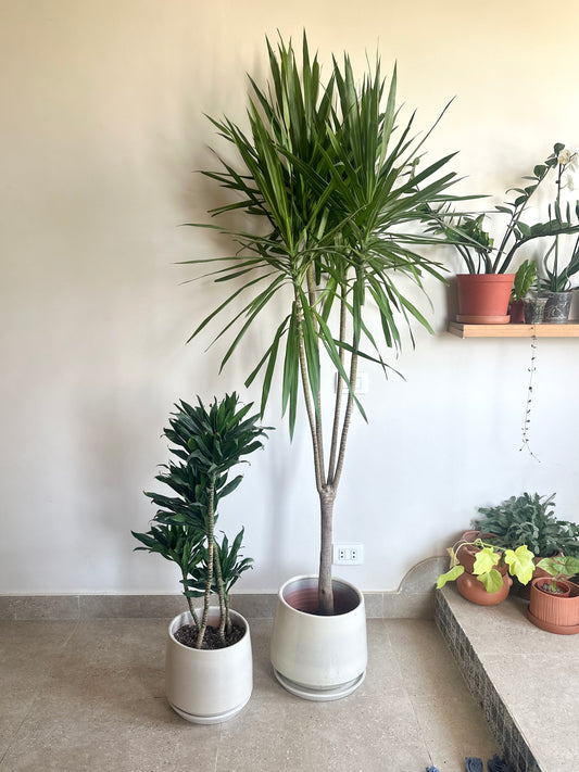 houseplnts suitable for any indoor light  Bundle