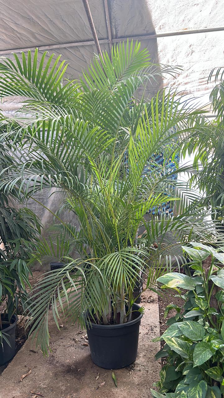 Yellow Areca