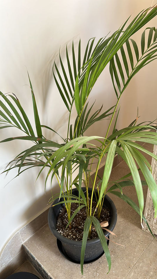 Areca Plant (Dypsis lutescens) - Available on Kaynuna.co in Cairo, Egypt