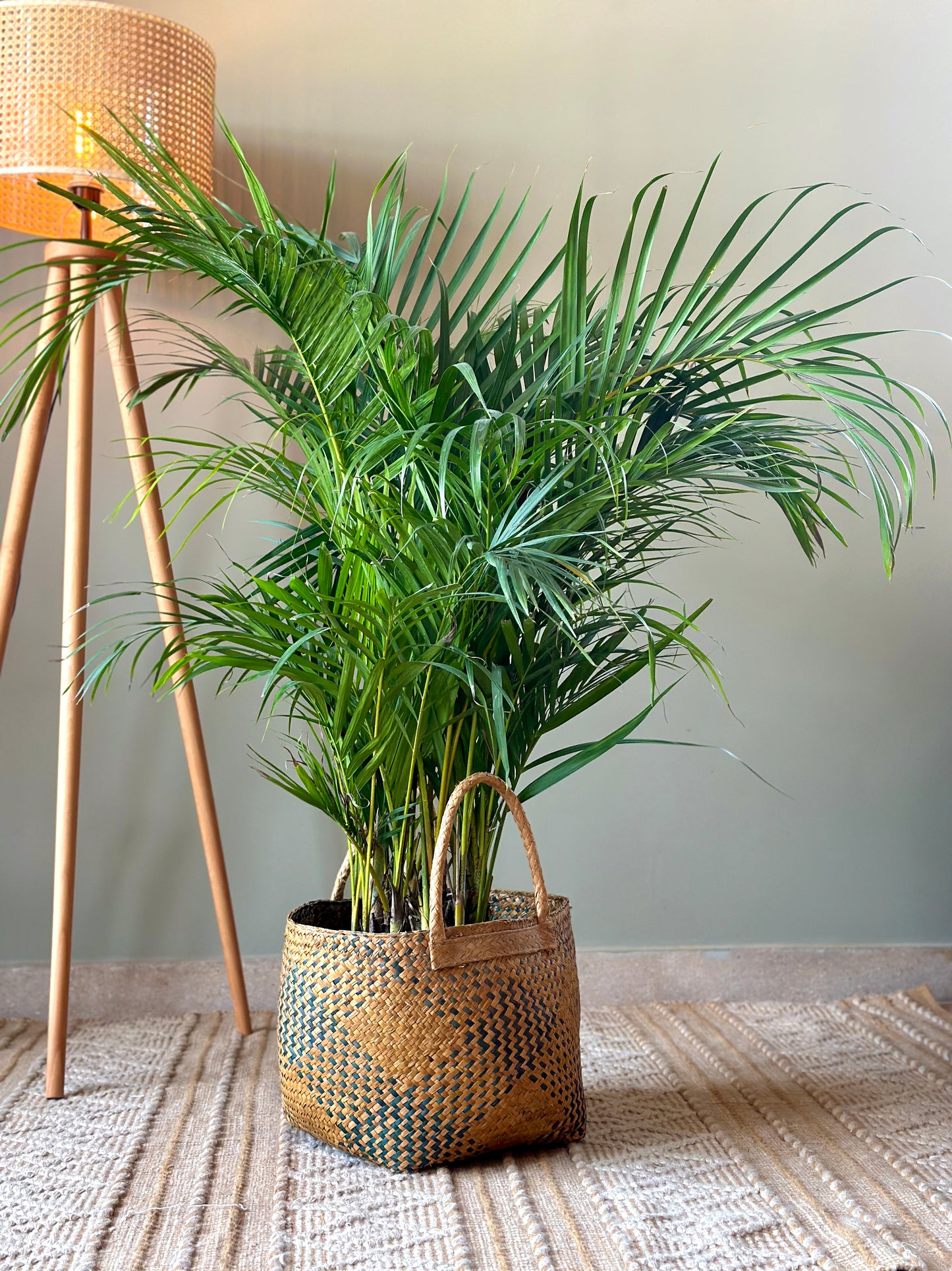 Indoor Areca Palm in Cairo, Egypt