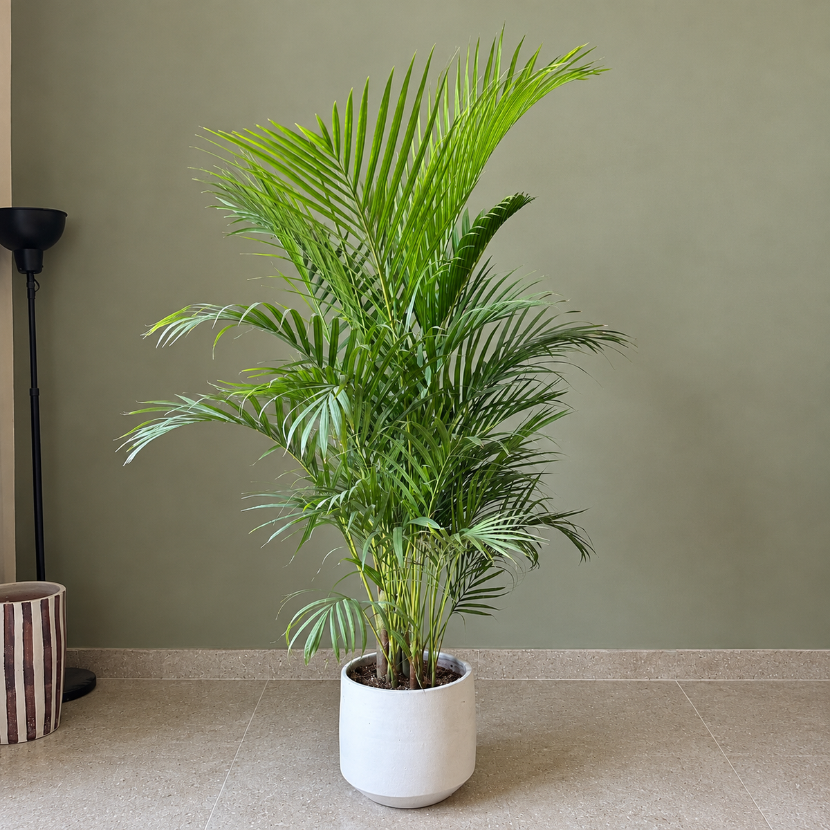 A tall green areca palm plant in a white cylindrical pot, placed on a beige tiled floor against a muted sage green wall. A black floor lamp is partially visible on the left, and a striped planter sits beside it. - kaynuna