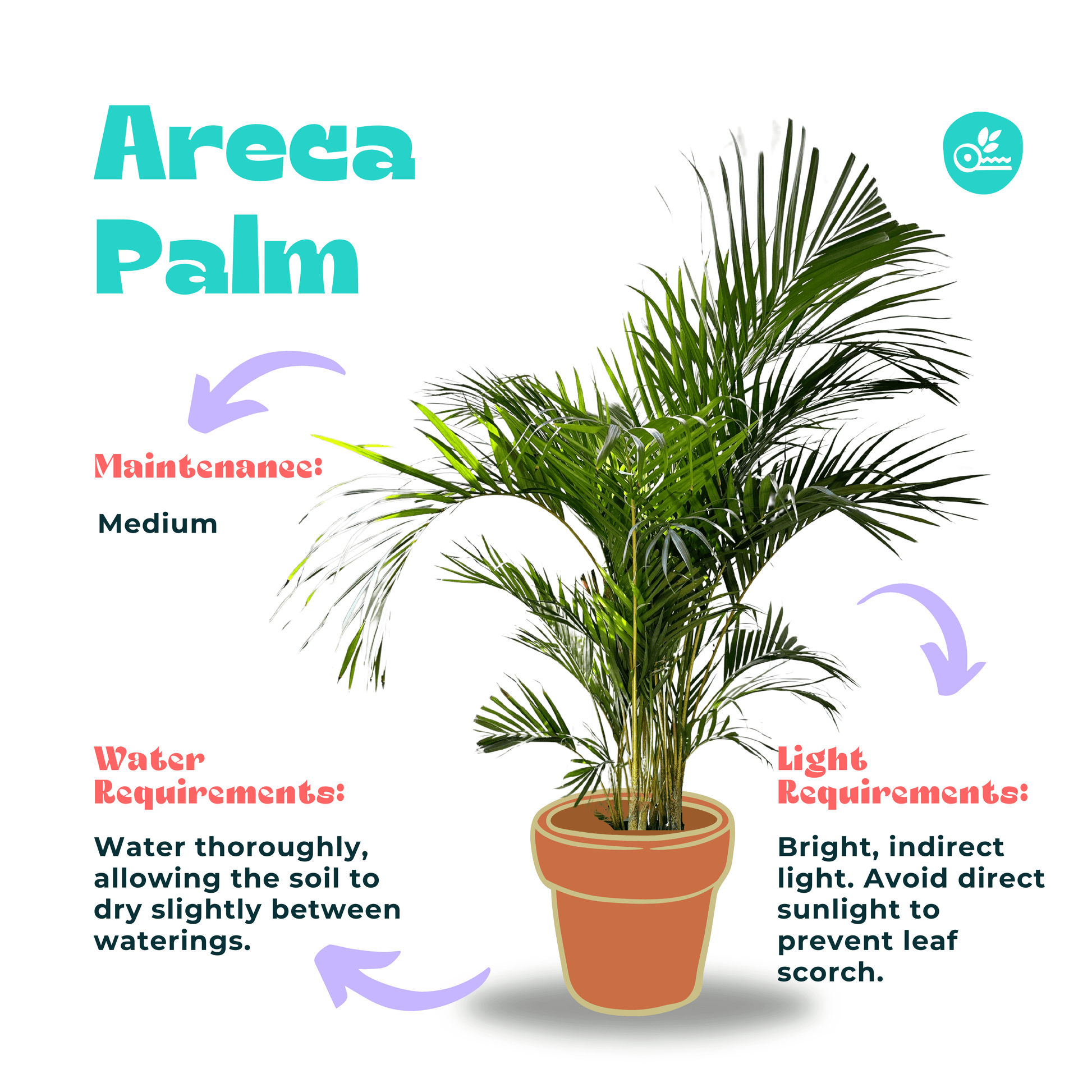 areca palm sun requirements Buy Yellow Indoor Areca Palm – Elegant Houseplant in Egypt – Kaynuna.co