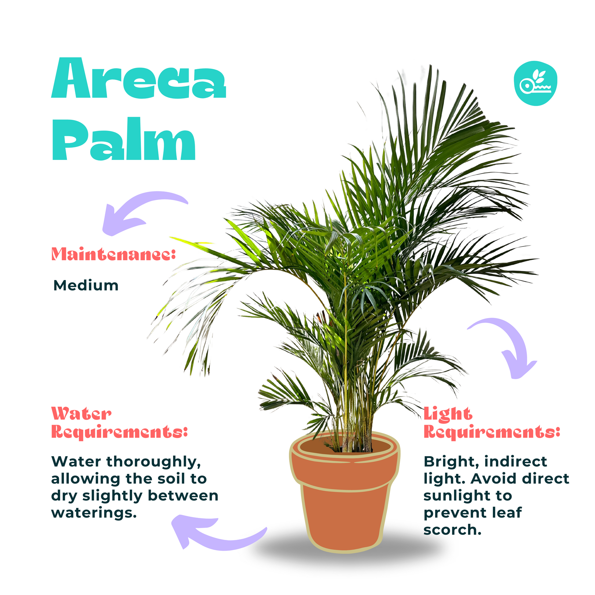 Areca Palm- care guide