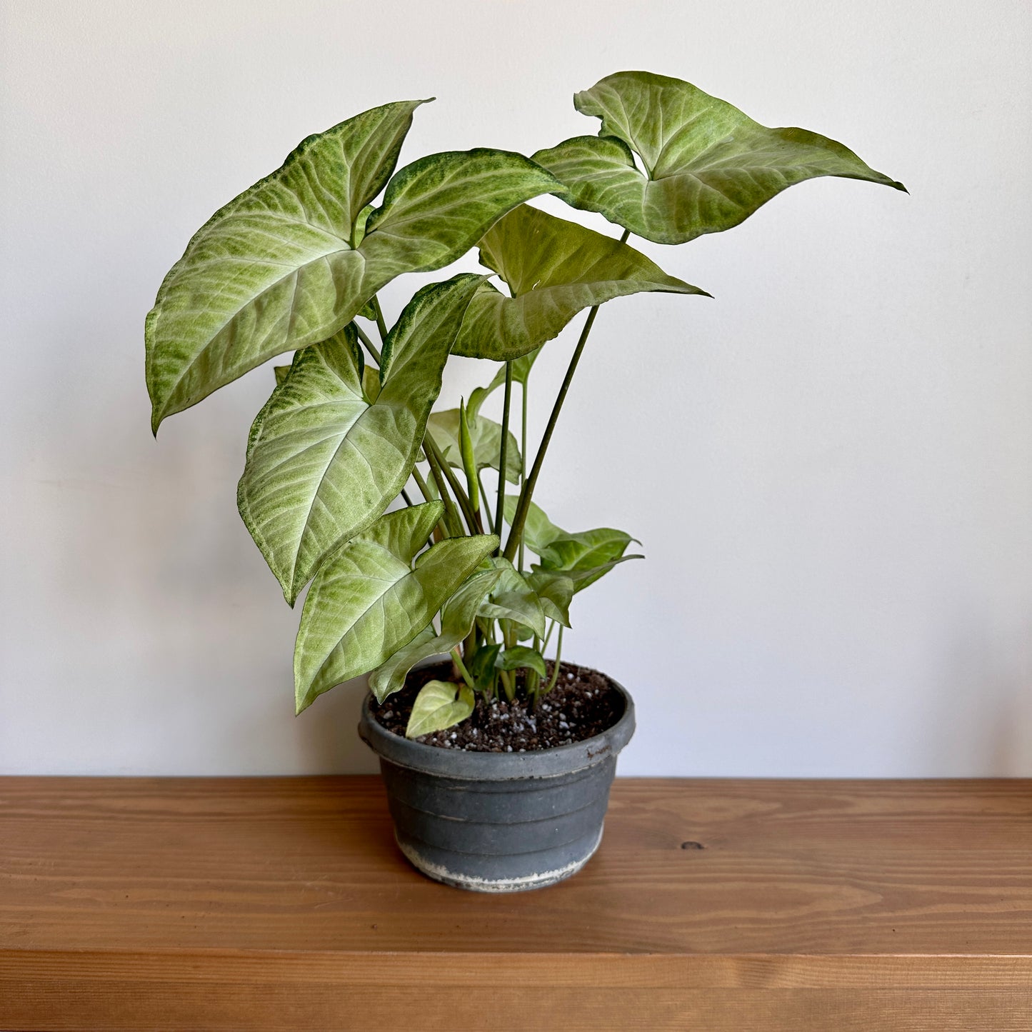 Arrowhead-syngonium available in Cairo, Egypt. Shop plants indoor plants cairo egypt