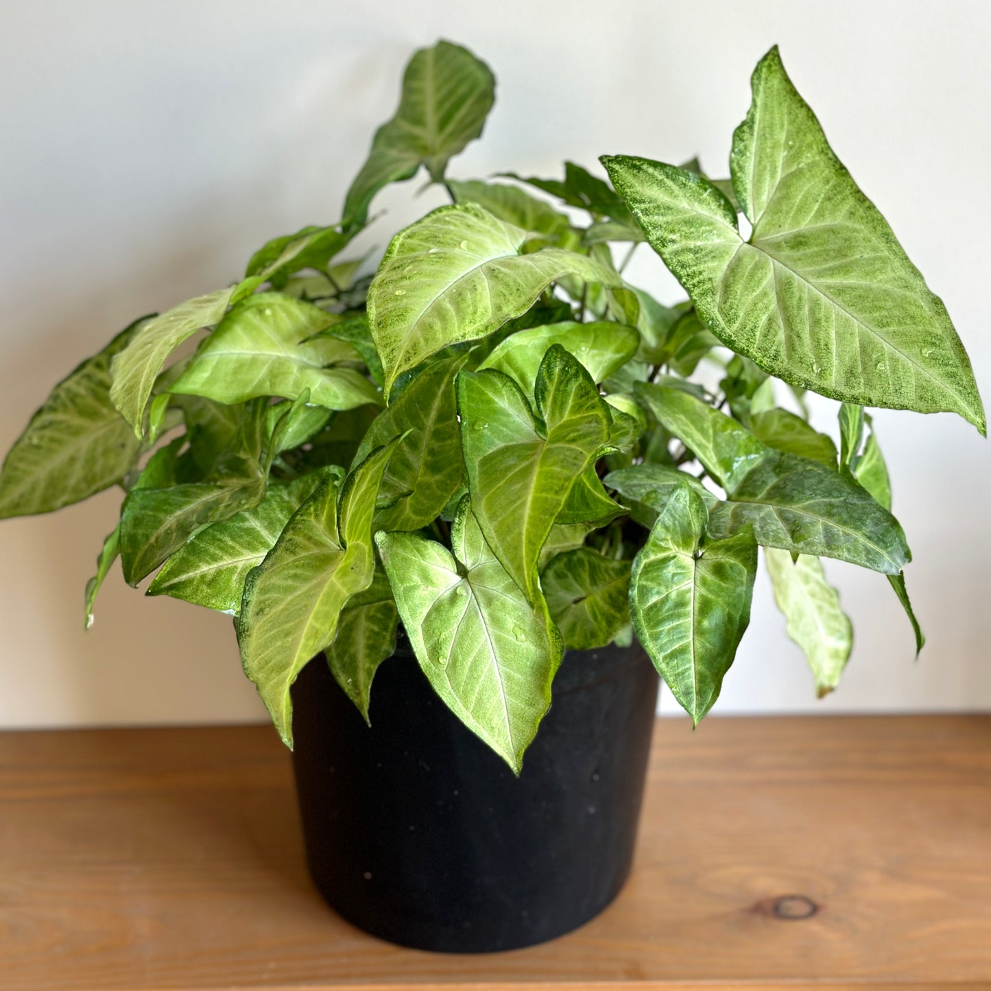 Arrowhead Plant-Syngonium