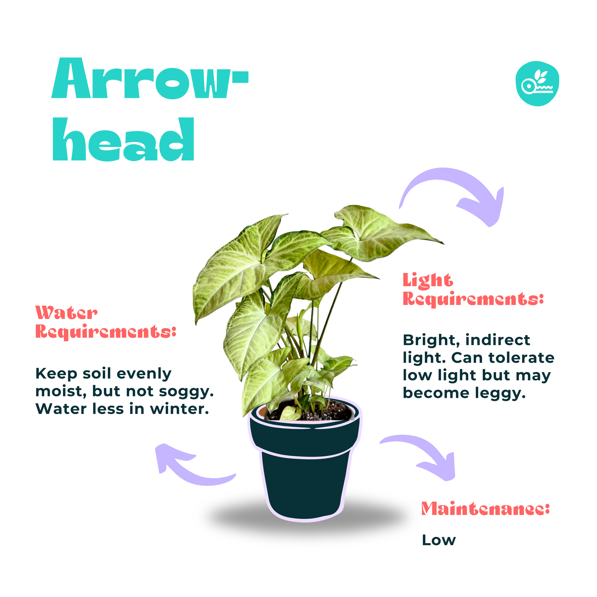 Arrowhead Care Guide