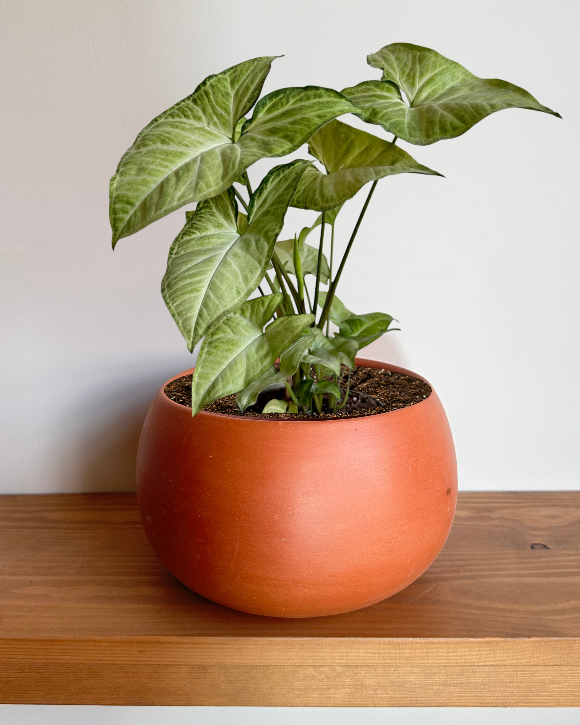 Arrowhead (Syngonium) in Oval-Shaped Modern Terracotta Pot – Perfect for Indoors

