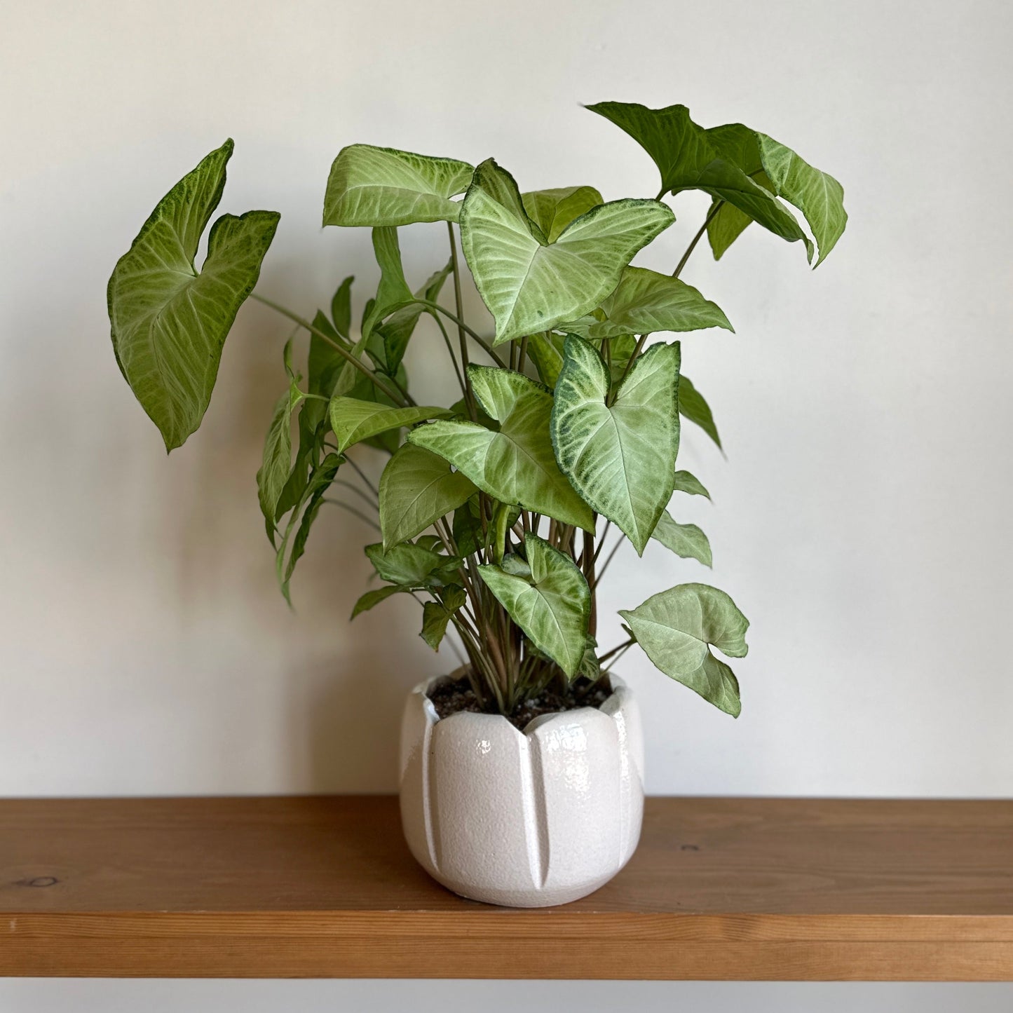Potted Arrowhead - Syngonium plant in a ceramic pot on a wooden shelf with a plain background | Kaynuna | Shop indoor plants | Cairo.