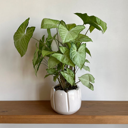 Potted Arrowhead - Syngonium plant in a ceramic pot on a wooden shelf with a plain background | Kaynuna | Shop indoor plants | Cairo.