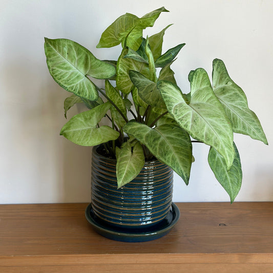 Arrowhead in ceramic pot