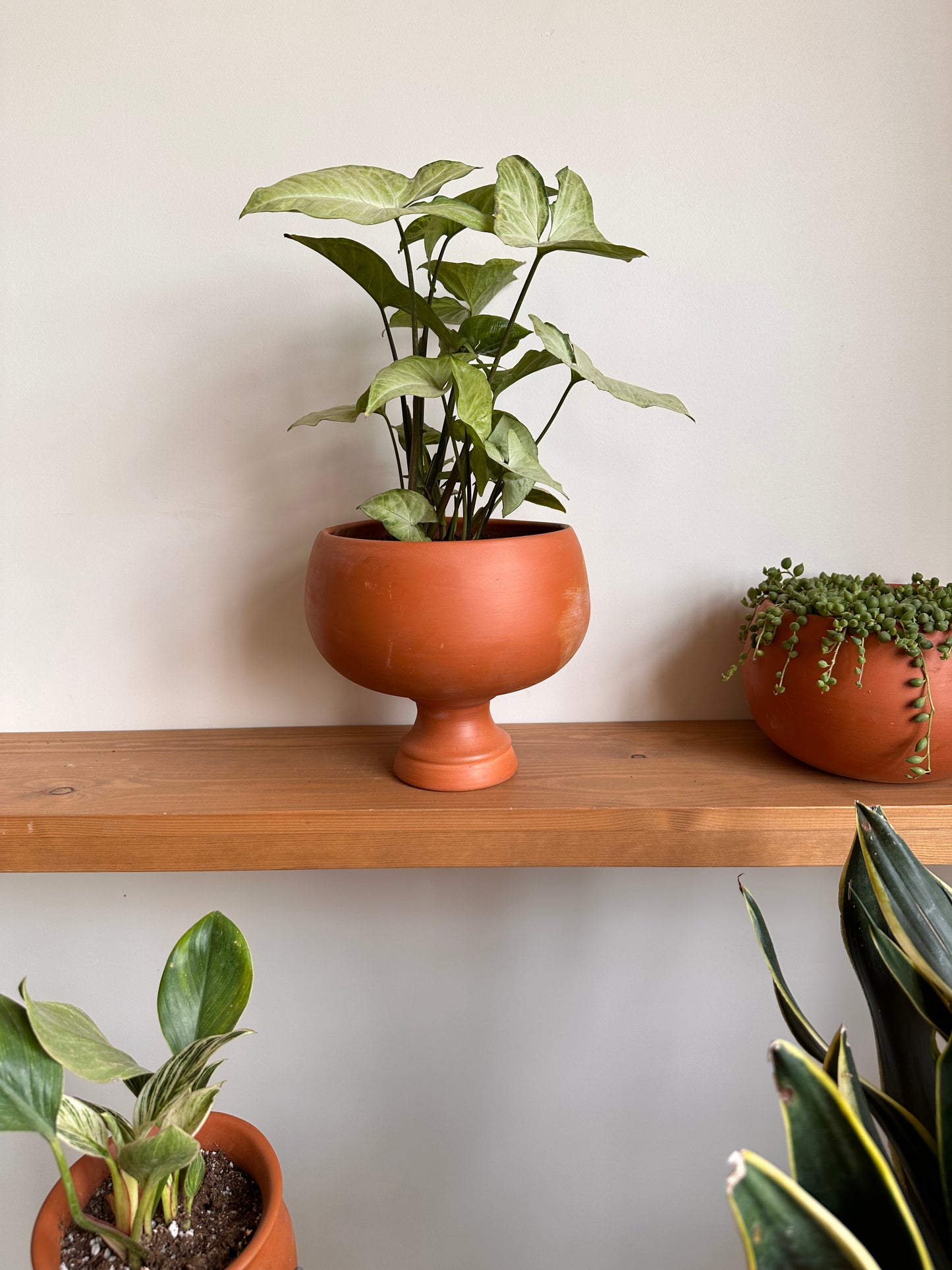 Syngonium Houseplant in Terracotta Clay Pot, Shop now at www.kaynuna.co