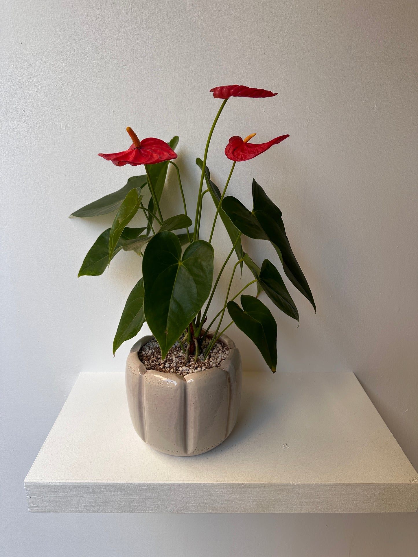 The Pop of Color Pair