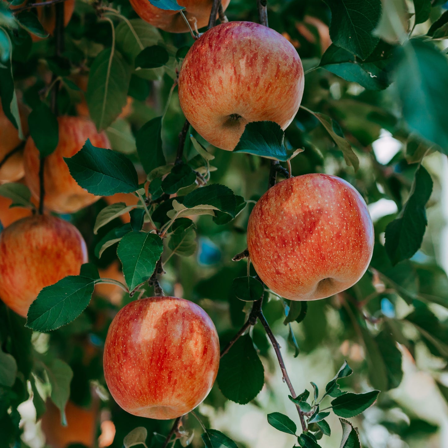 Apple Tree