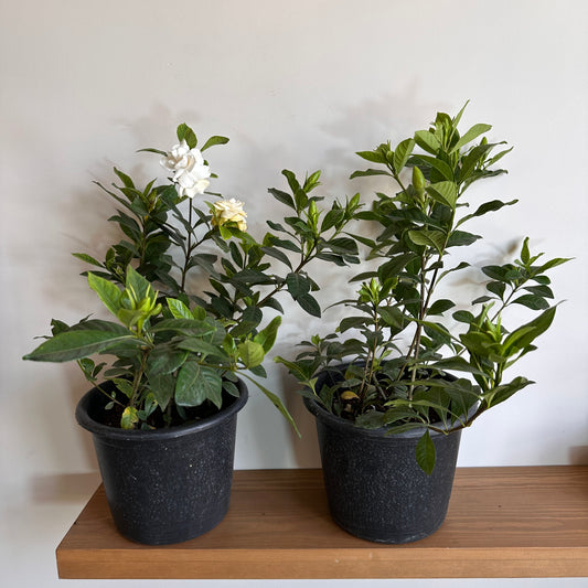 Indoor Gardenia Plant