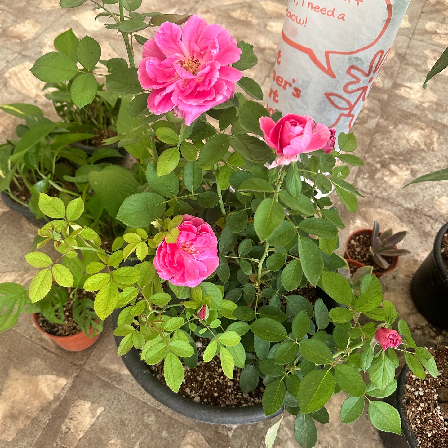 Rose