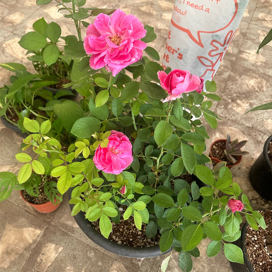 Rose