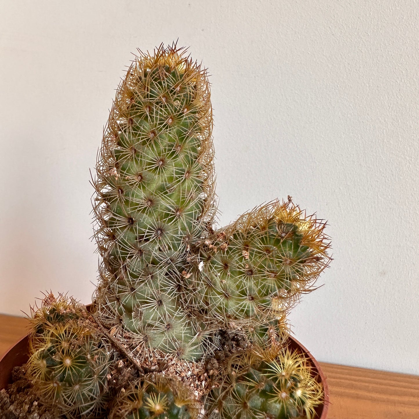 Ladyfinger Cactus