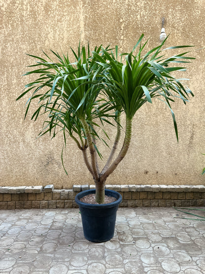 Canary Dragon Tree
