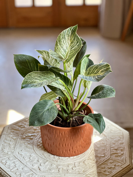 Birkin in “Thut” Clay Planter