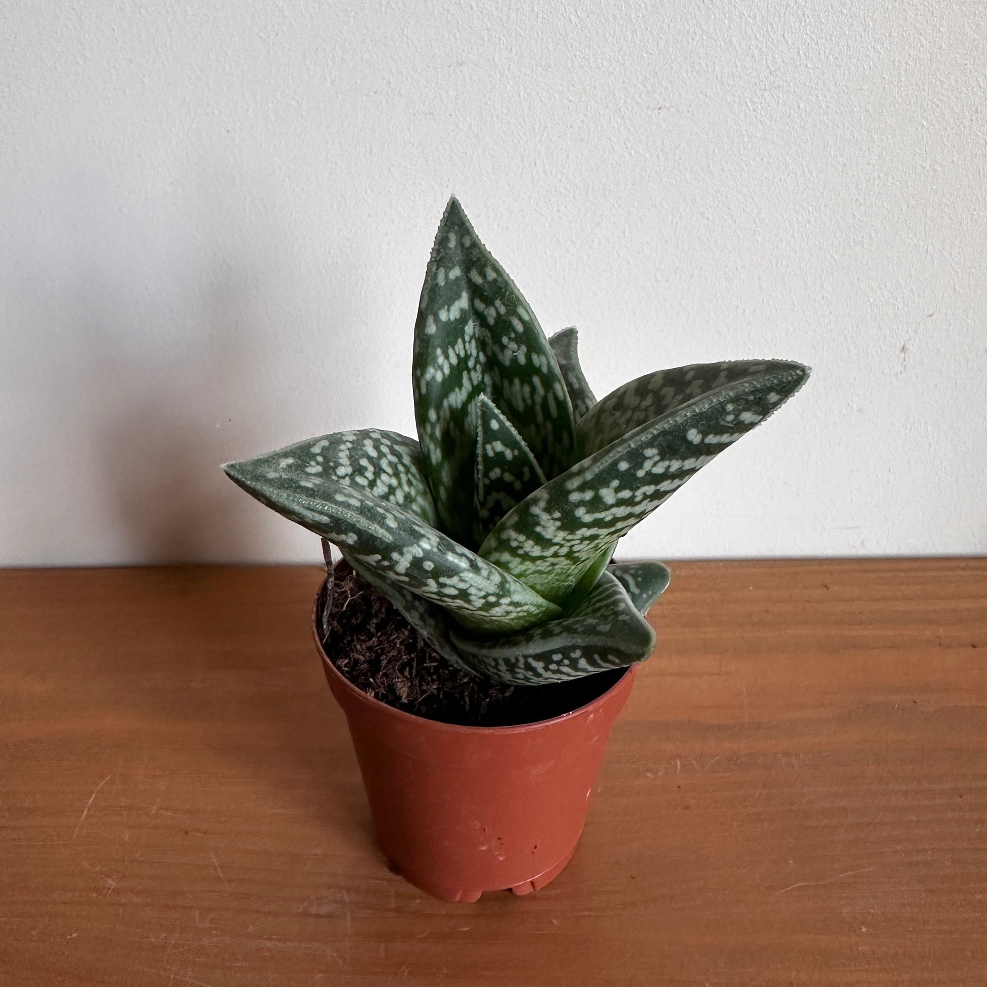Small potted plant leaning against a wooden surface on a white background