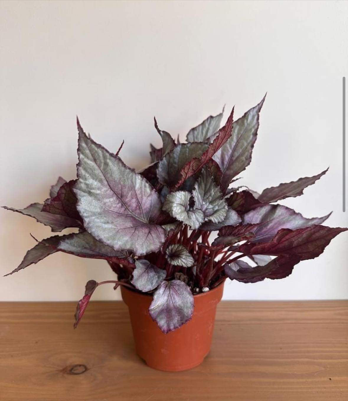 Painted-leaf Begonia - Pink and Silver