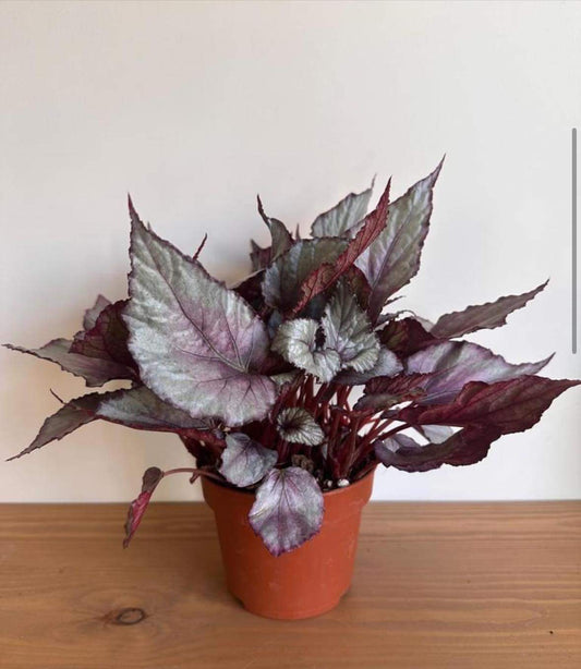 Painted-leaf Begonia - Pink and Silver