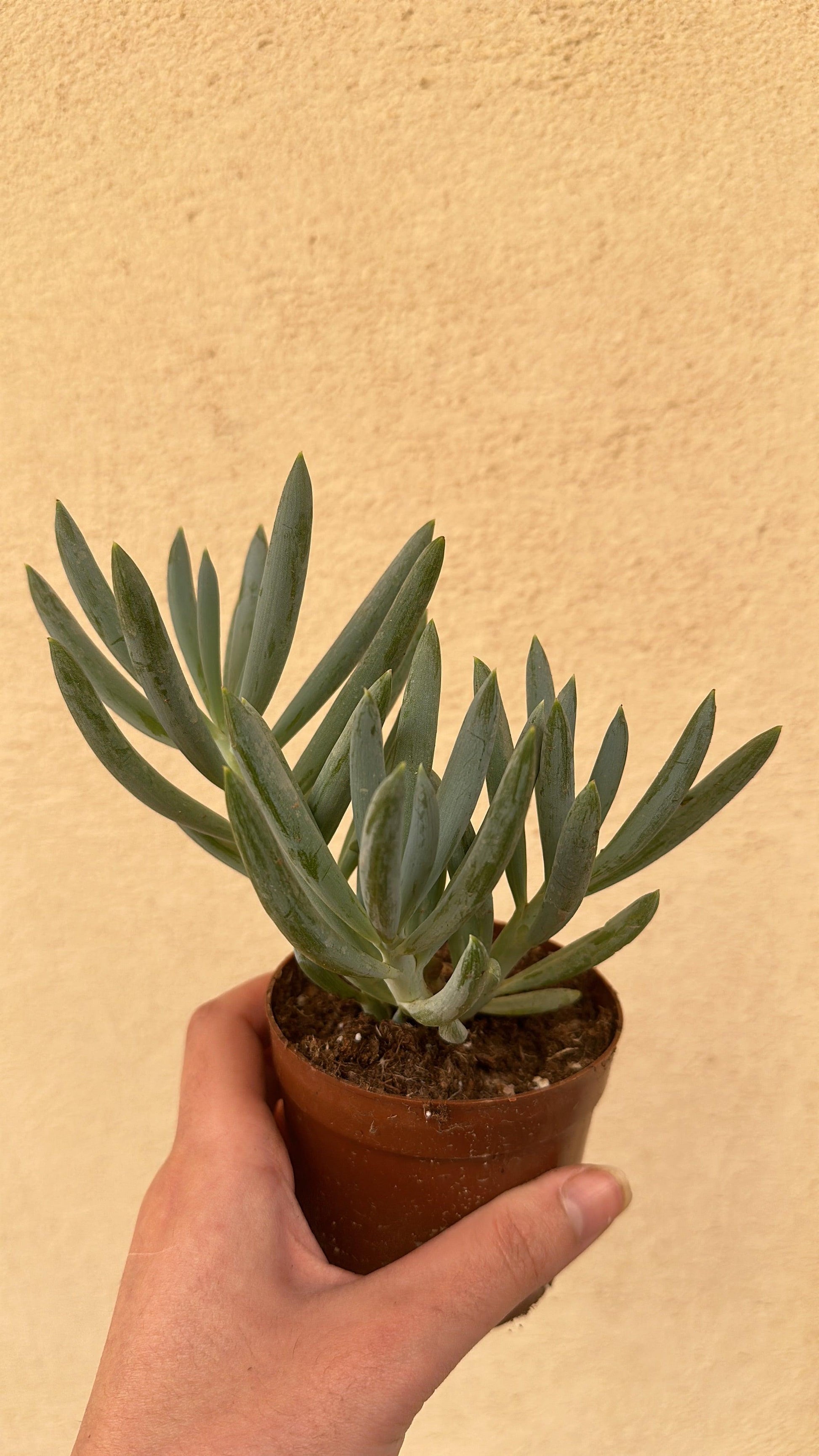 succulent cloning Dwarf Clone – Kaynuna.co
