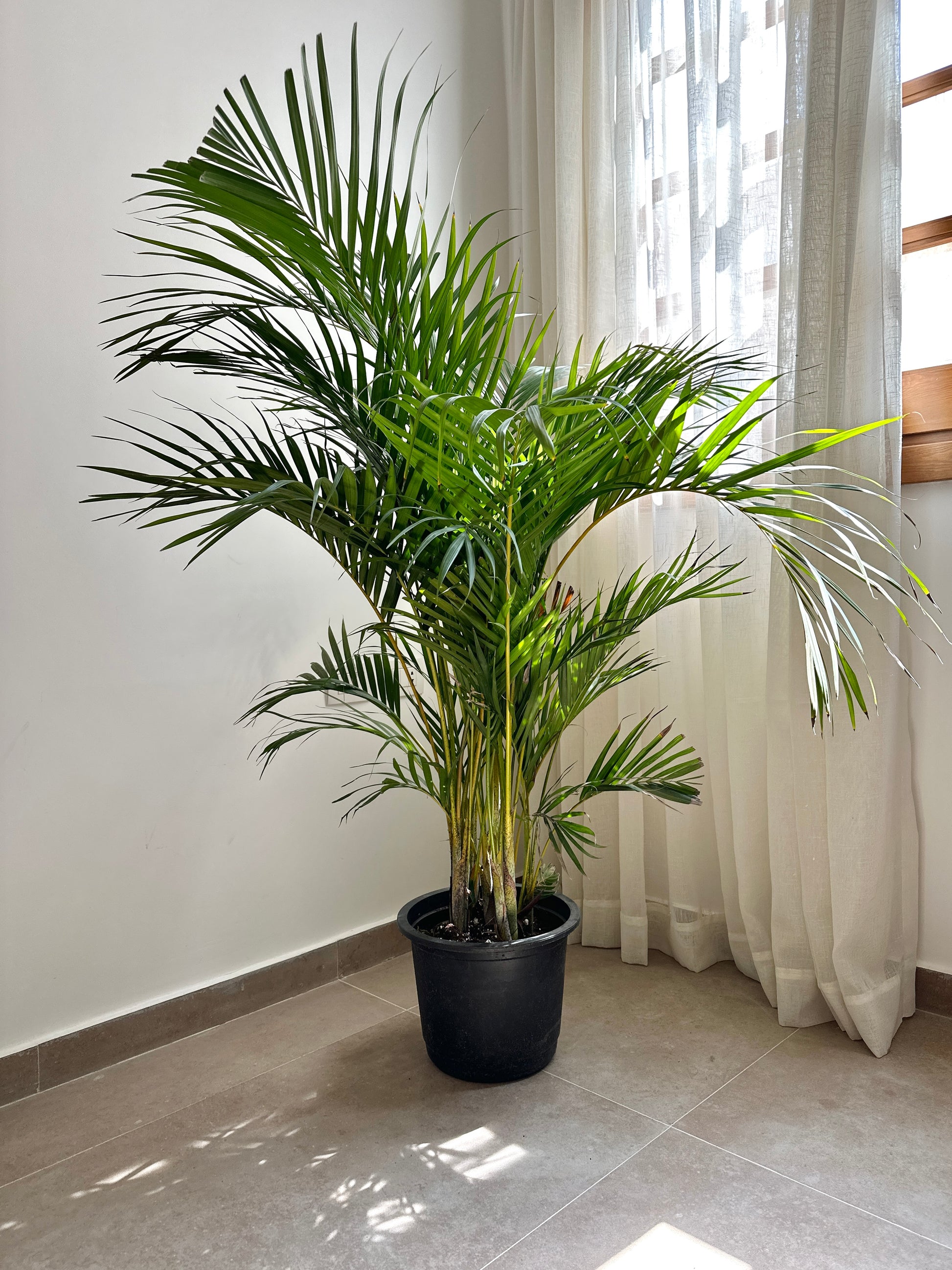 Yellow Areca Palm