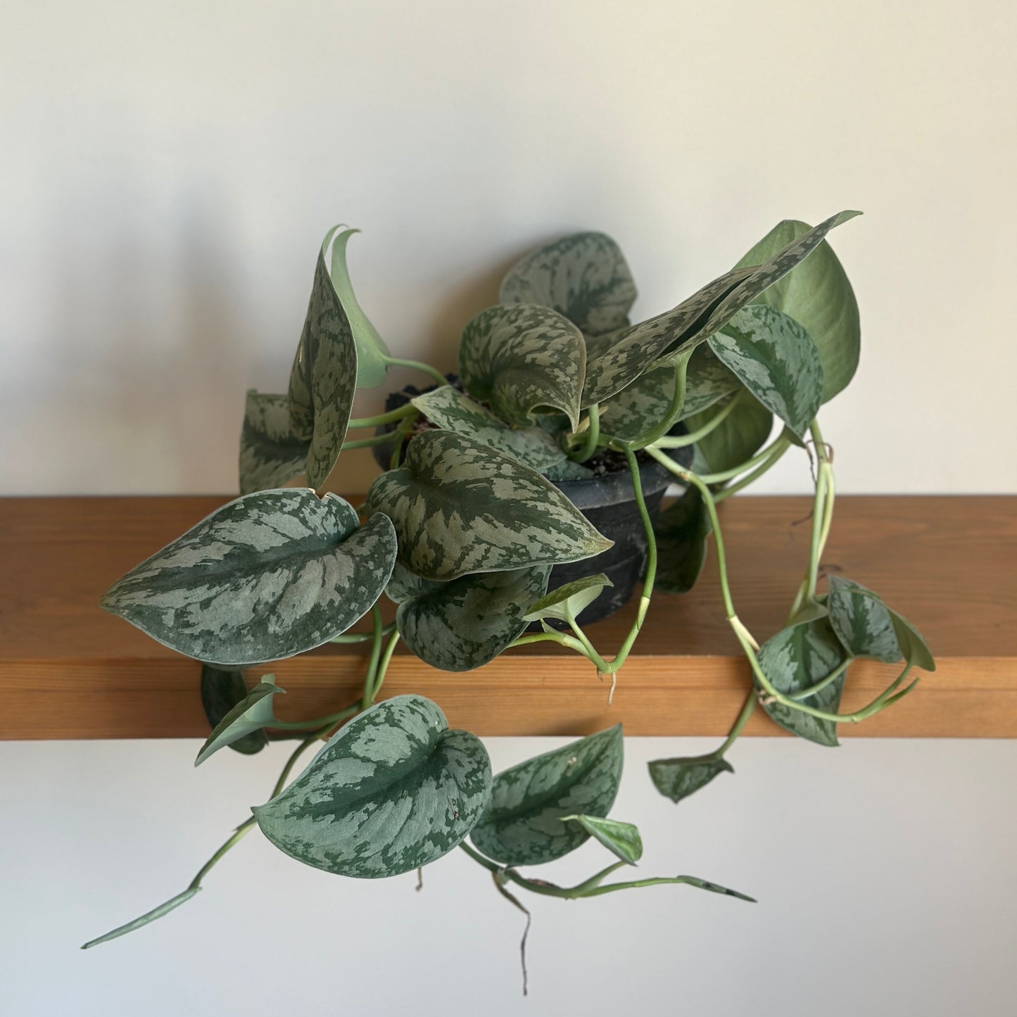 Silver pothos houseplant on wooden shelf | kaynuna