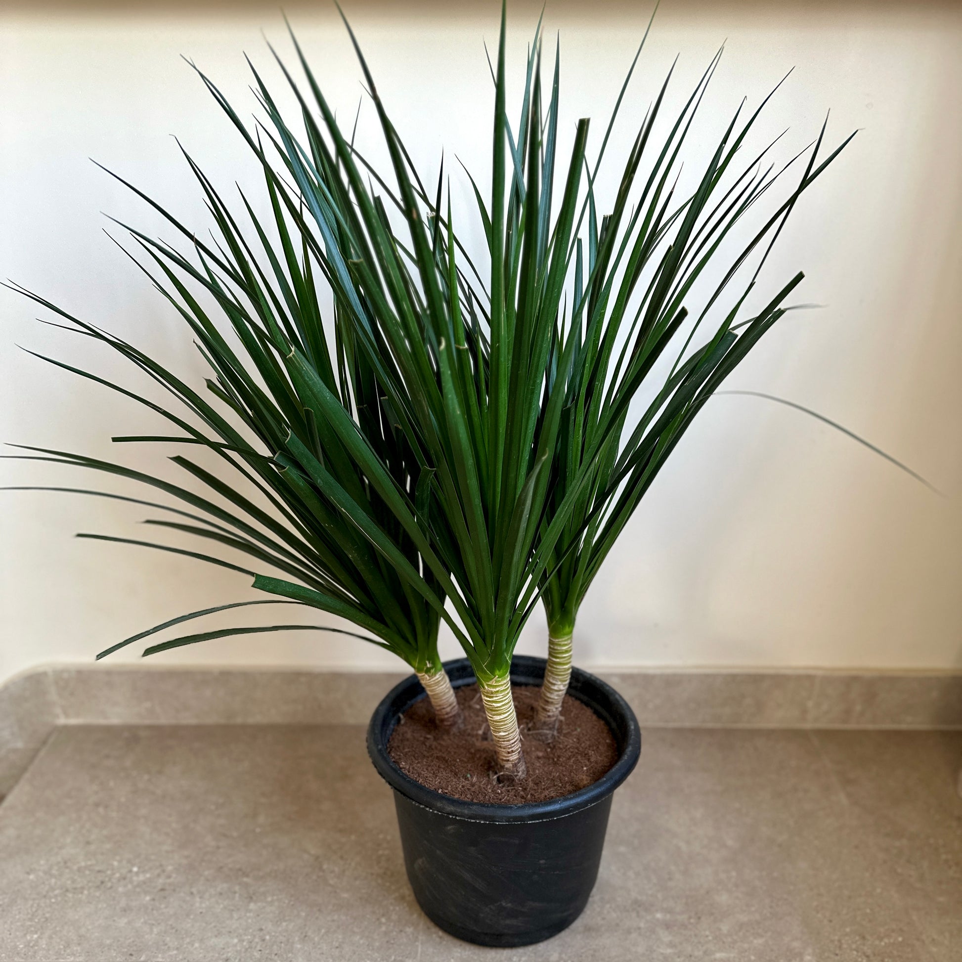 dracaena cambodiana tree Cambodian Dragon Tree – Kaynuna.co
