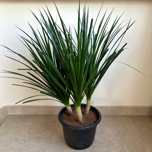 Cambodian Dragon Tree