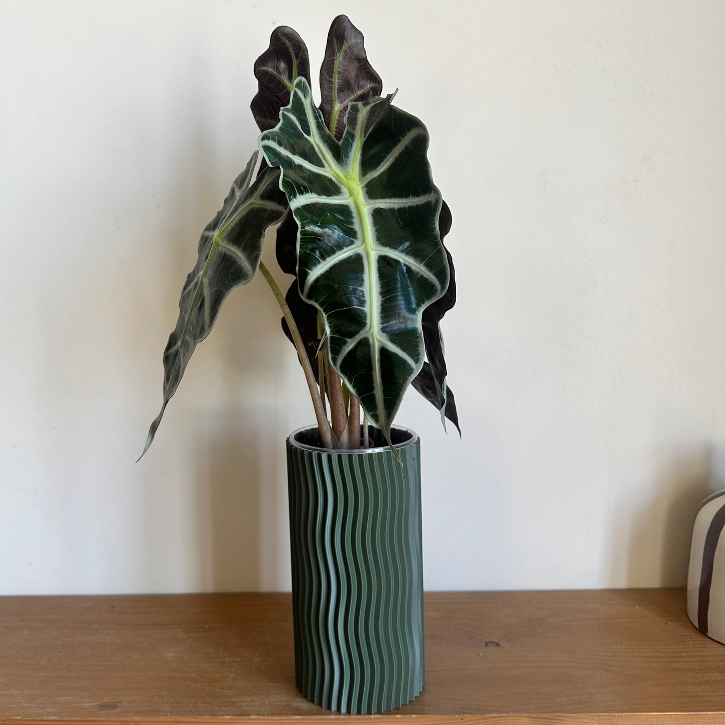 Alocasia 'Amazonica'