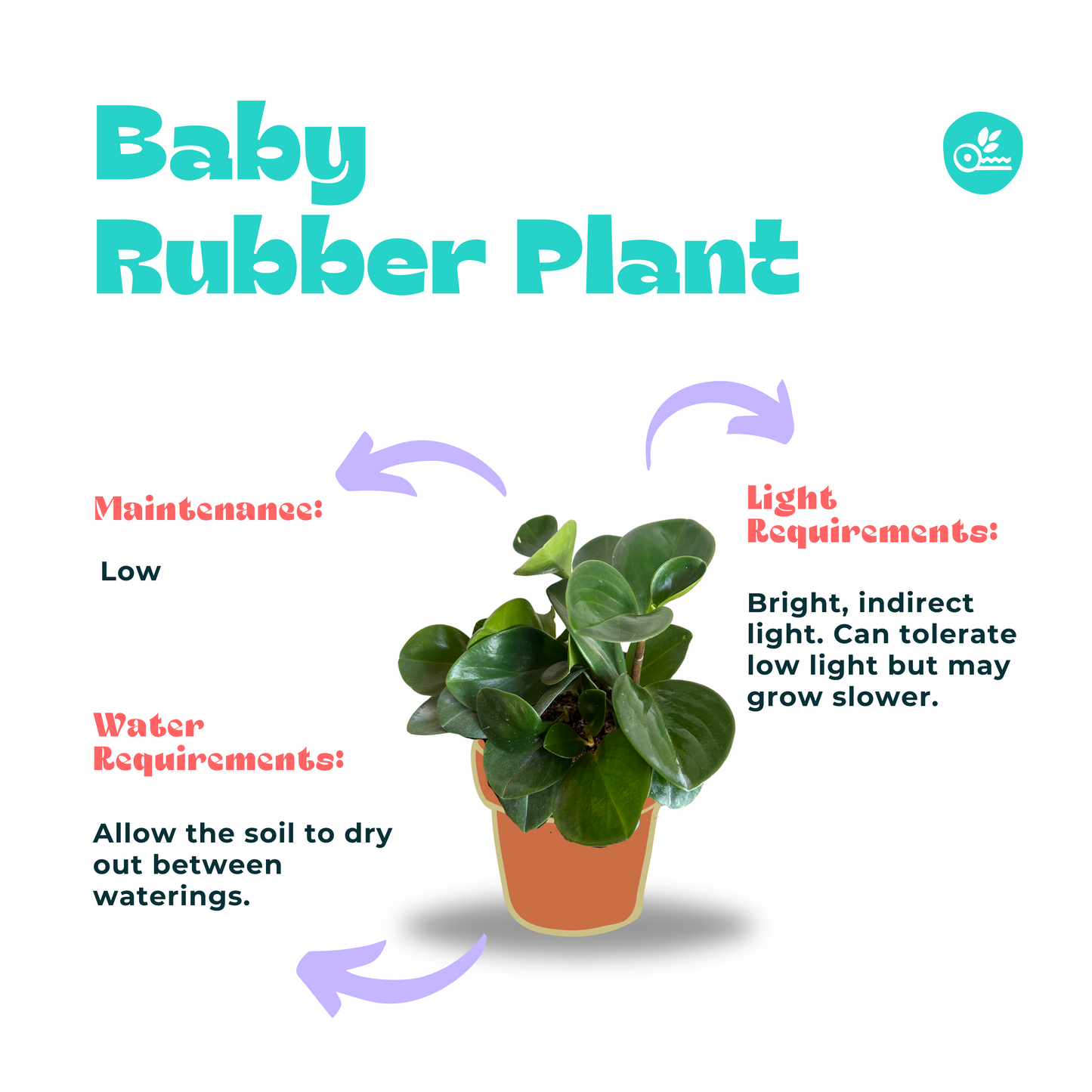 Baby Rubber Plant-care guide