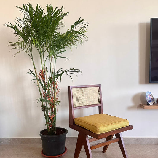 Indoor Bamboo Palm 