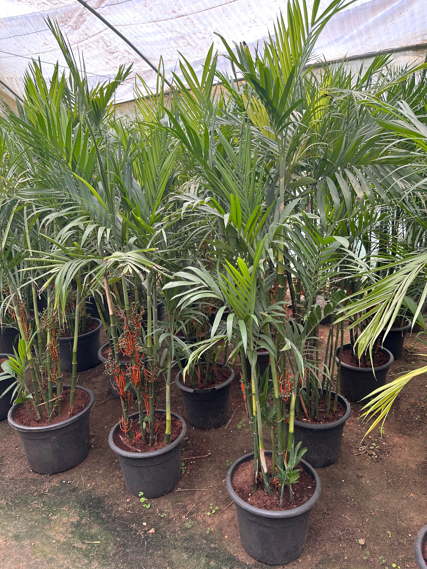 Bamboo Palms in Plants' Nursery