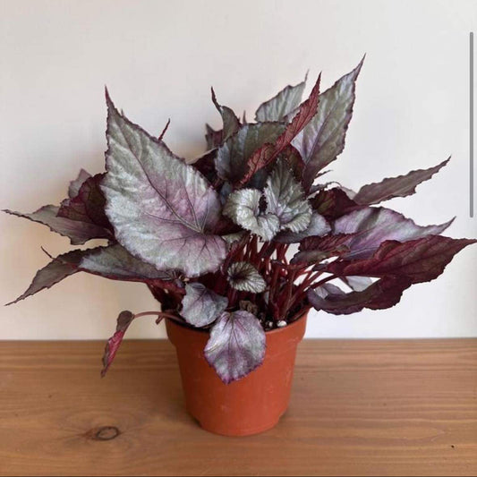 Potted Begonia plant with purple and green leaves on a wooden surface