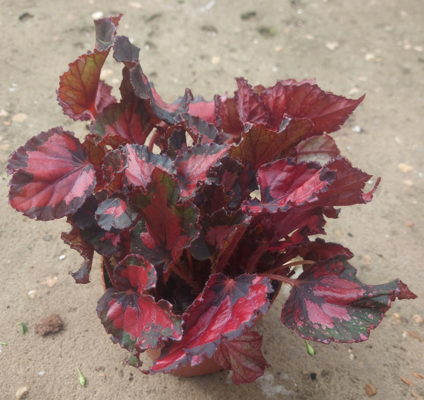Painted-leaf Begonia - Pink and Silver