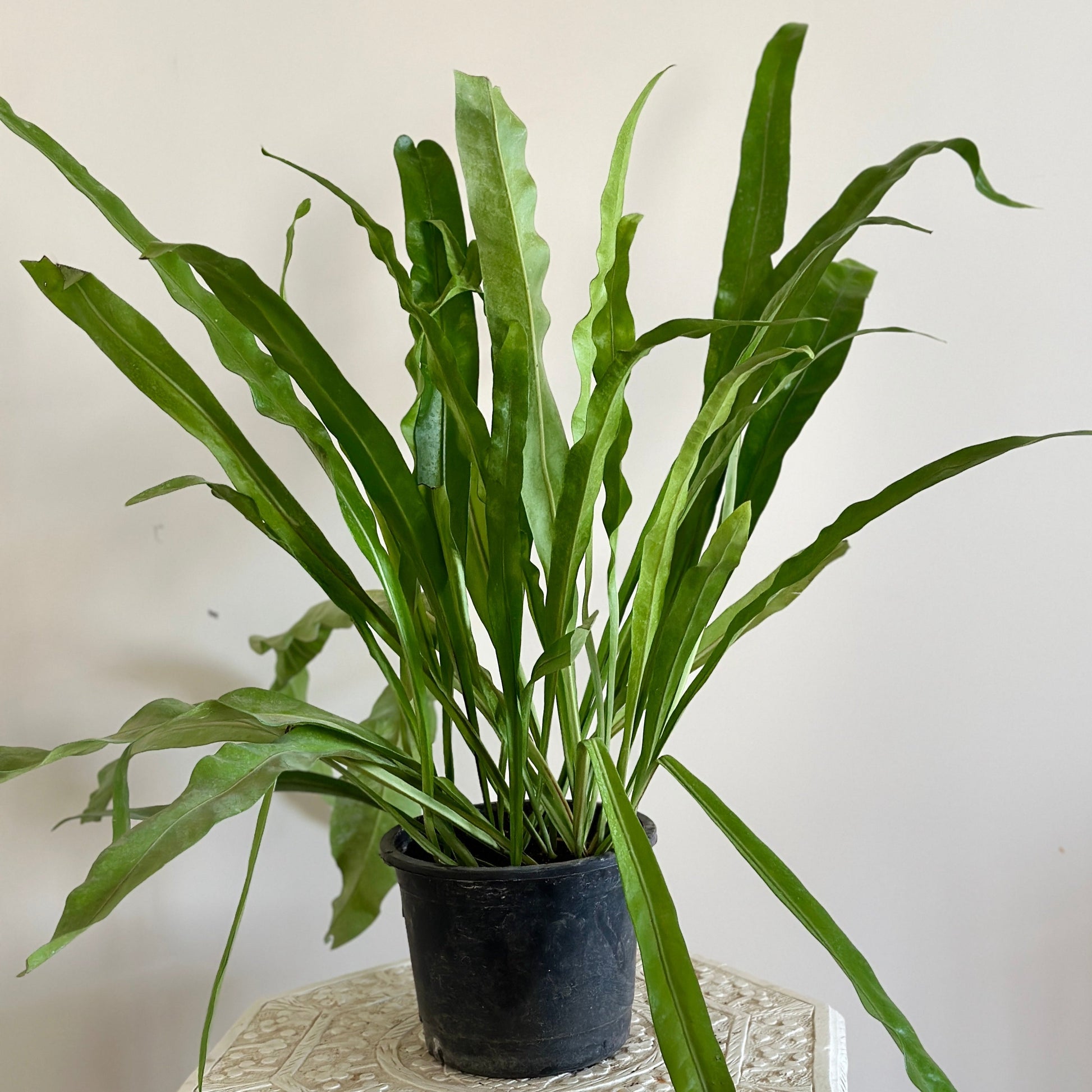 Buy Bird's Nest Fern Plant, indoor Houseplant, online from kaynuna.co, Egypt.