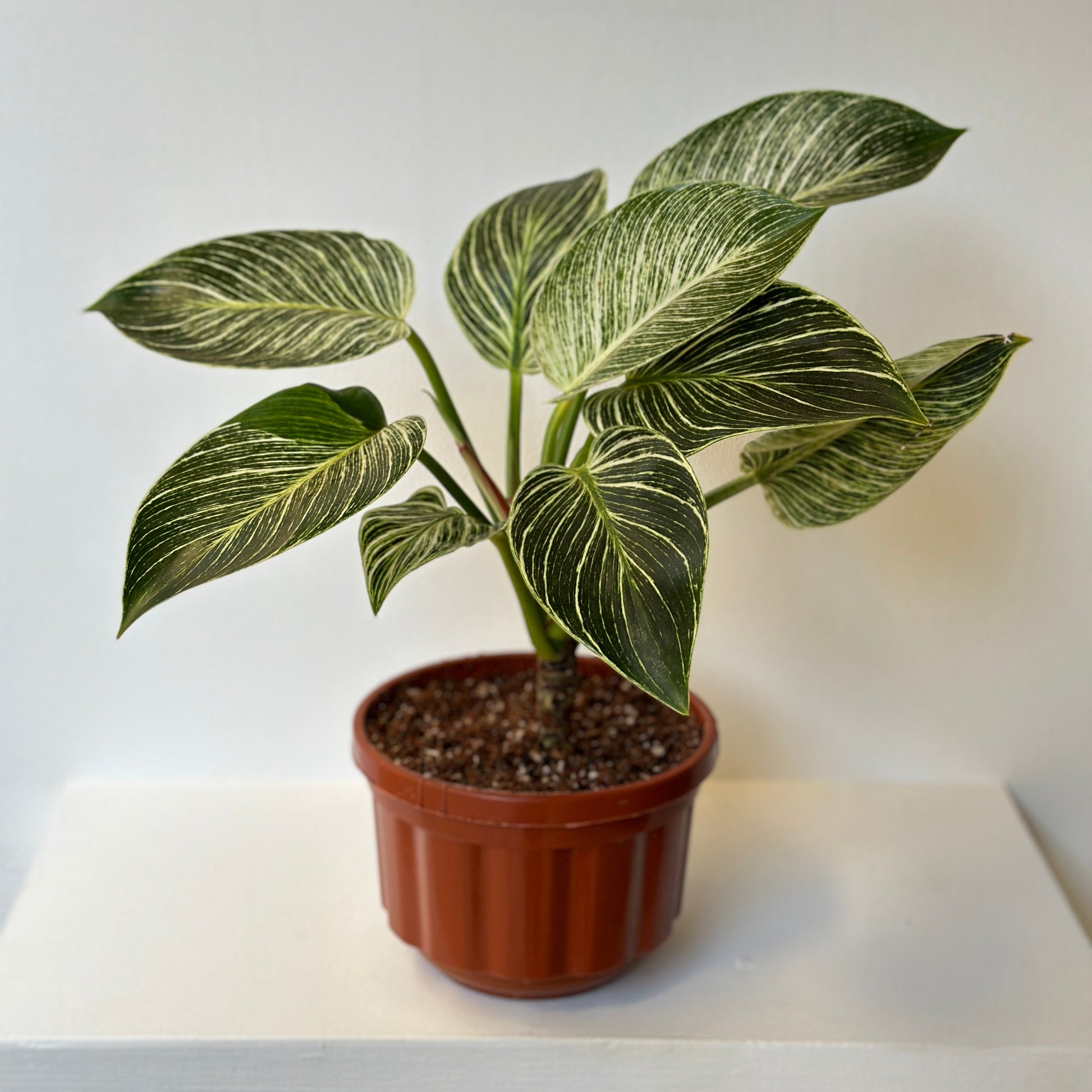 birkin philodendron plant Shop Birkin Plant, aslo known as Philodendron Birkin, at kaynuna.co, in Cairo, Egypt. – Kaynuna.co