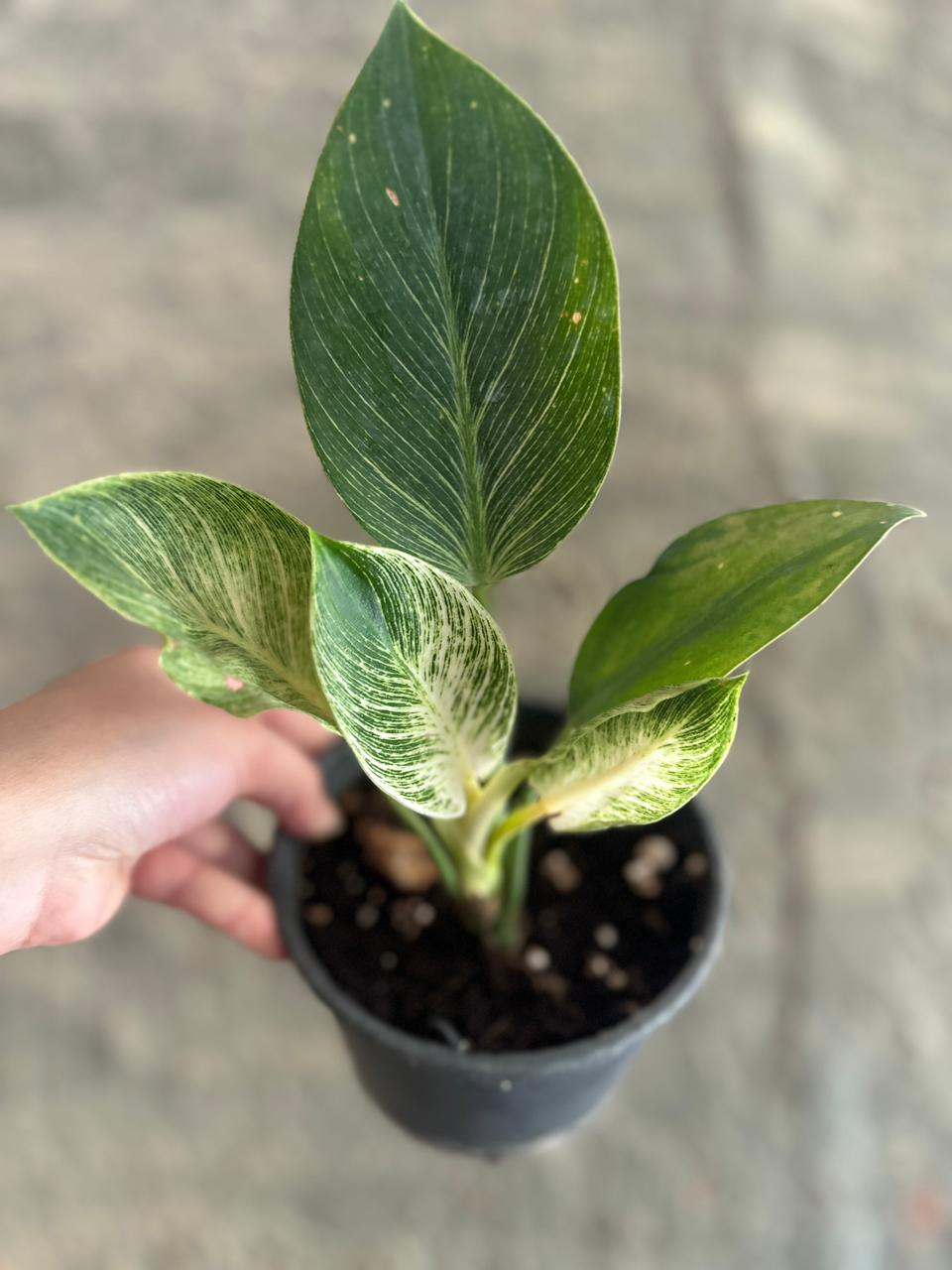 Philodendron Birkin - Clearance