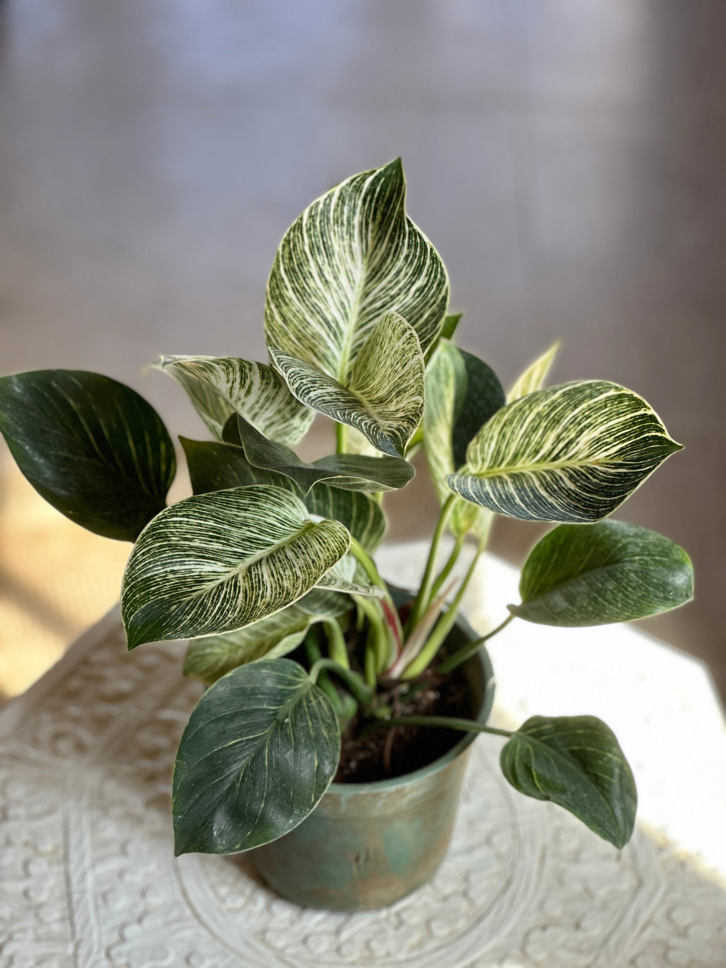 Birkin Indoor Plant In Black Pot, Egypt.